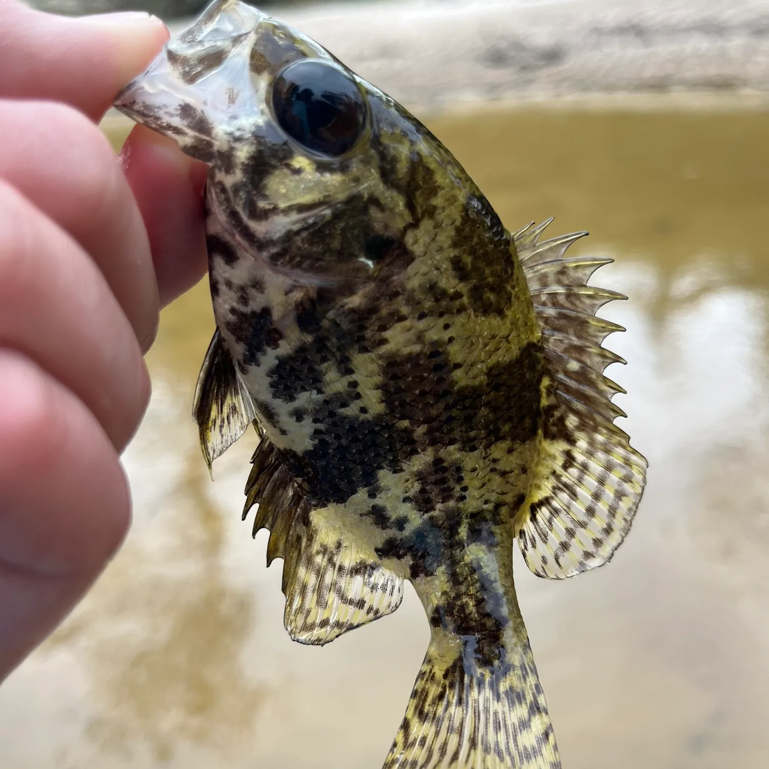 The most popular recent Shadow bass catch on Fishbrain