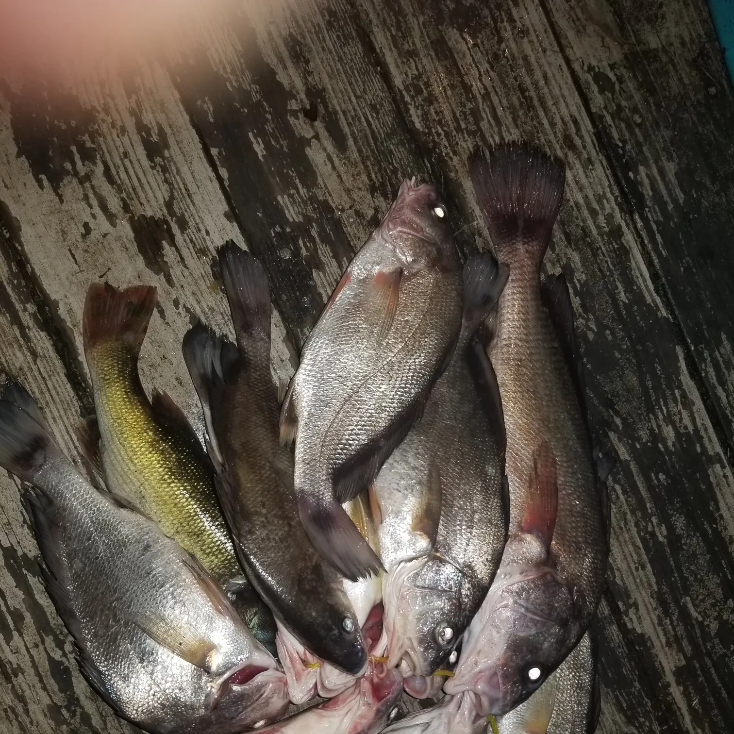 recently logged catches