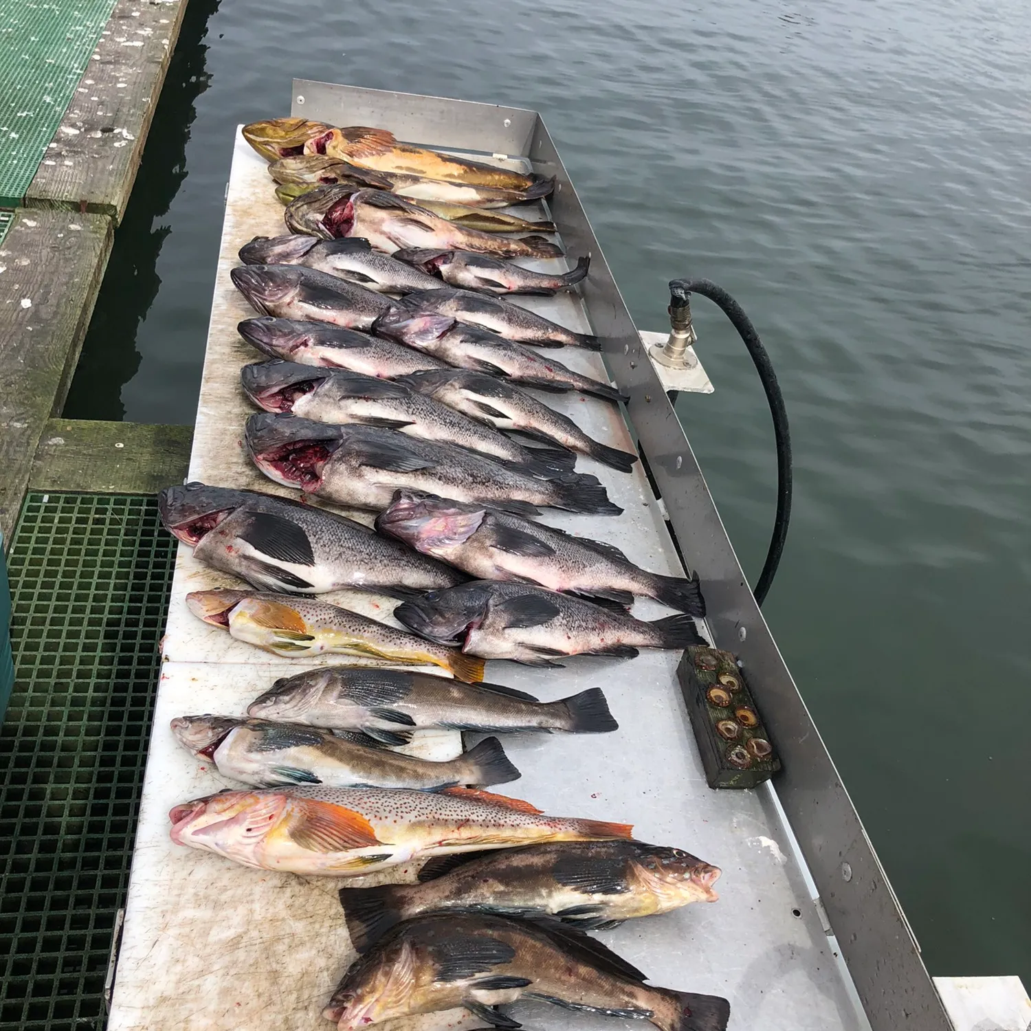 recently logged catches