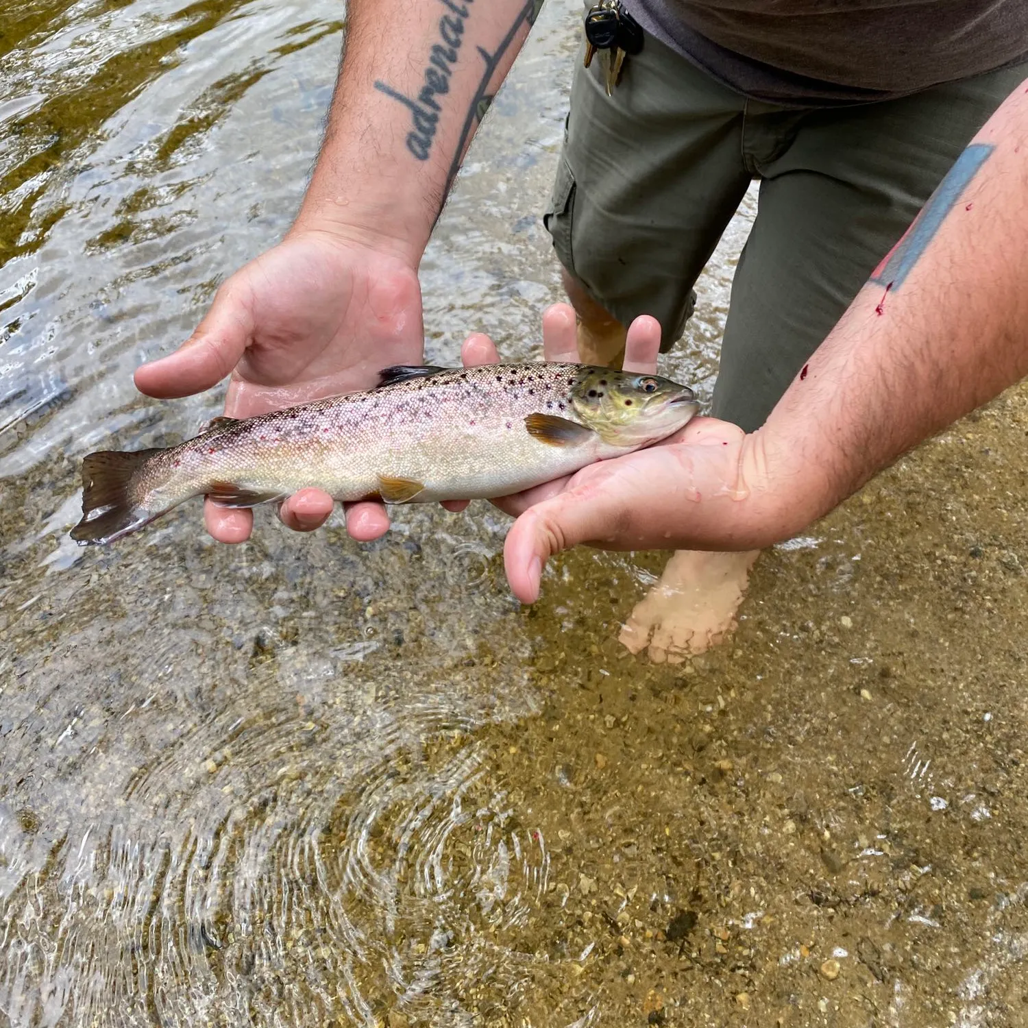 recently logged catches