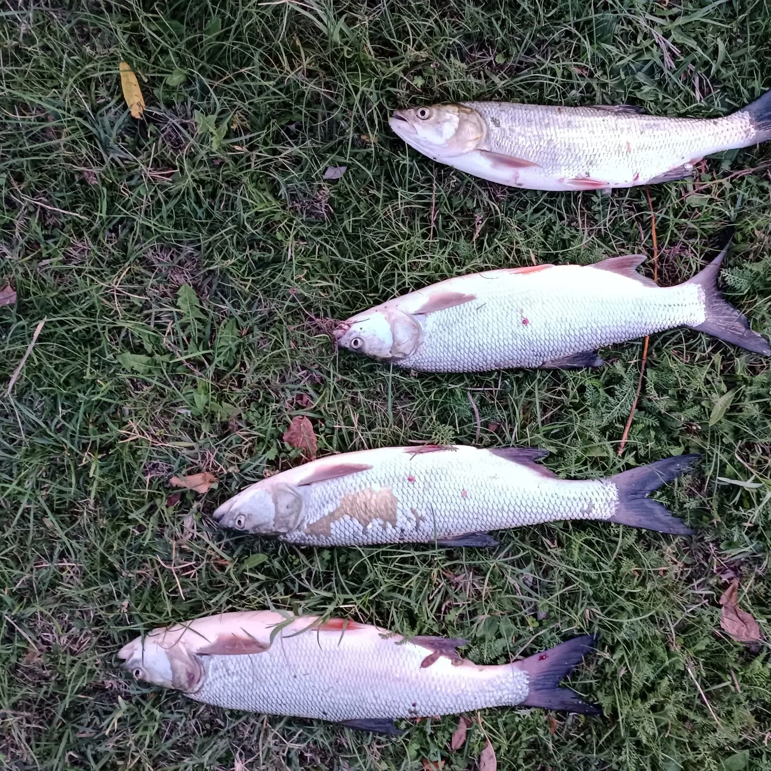 recently logged catches