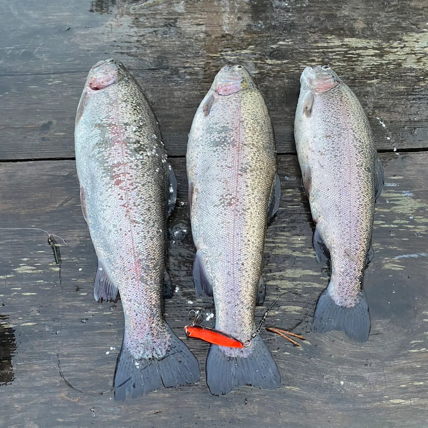 recently logged catches