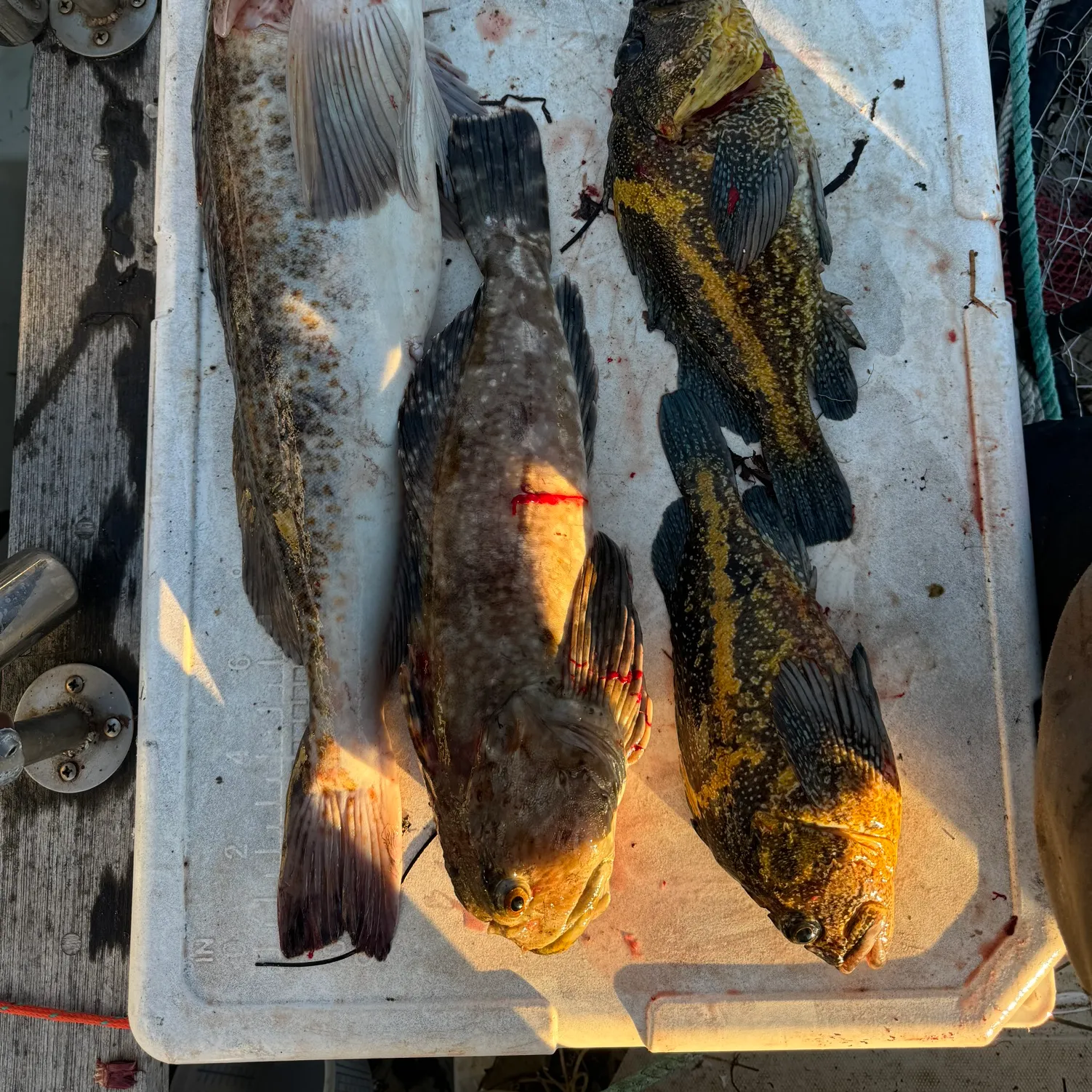 recently logged catches