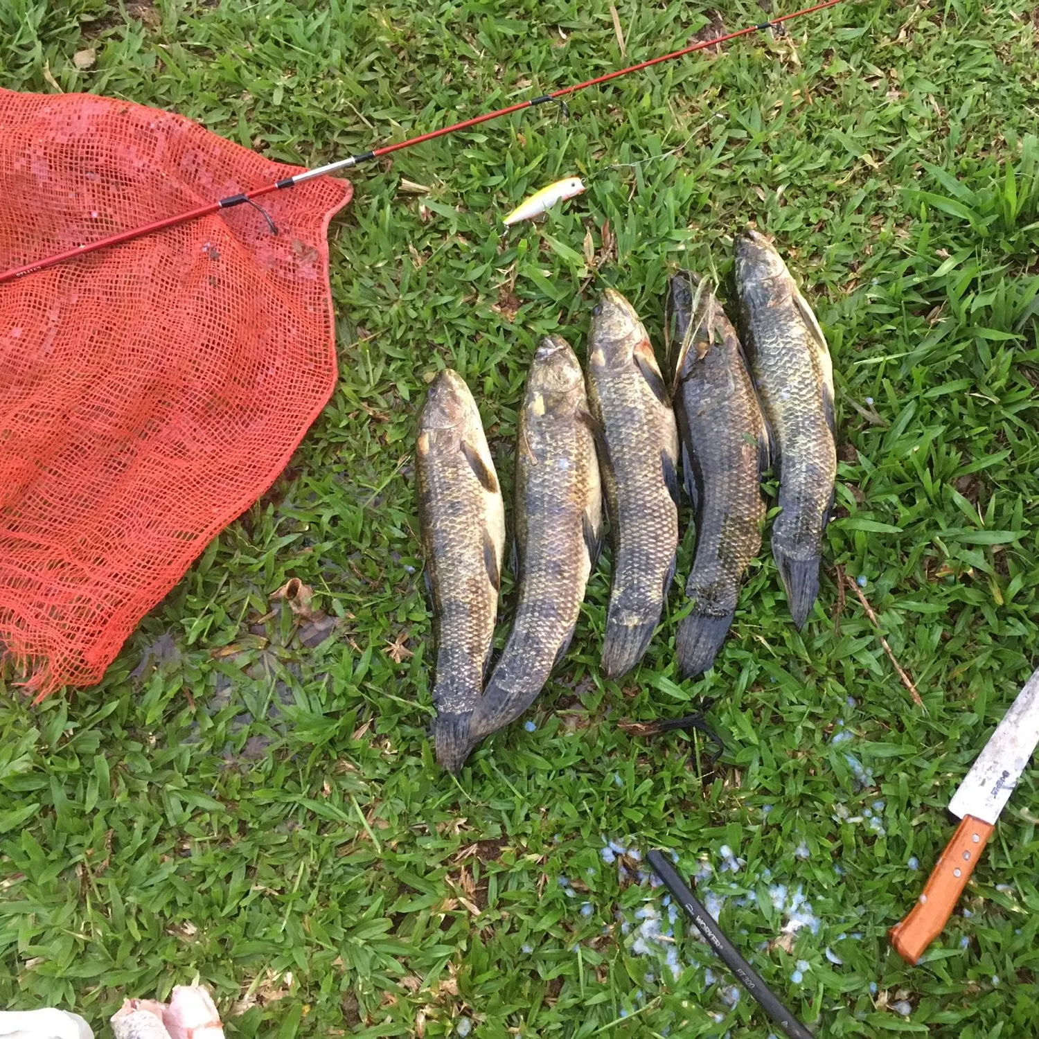 recently logged catches