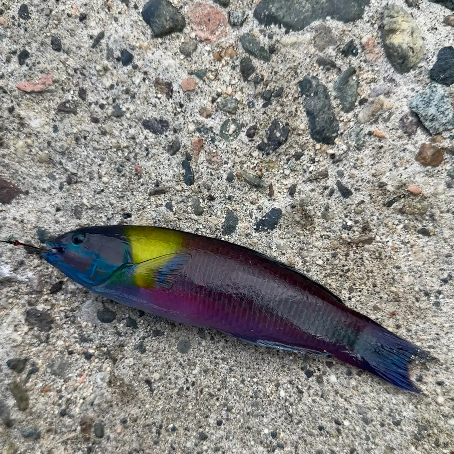 The most popular recent Cortez rainbow wrasse catch on Fishbrain