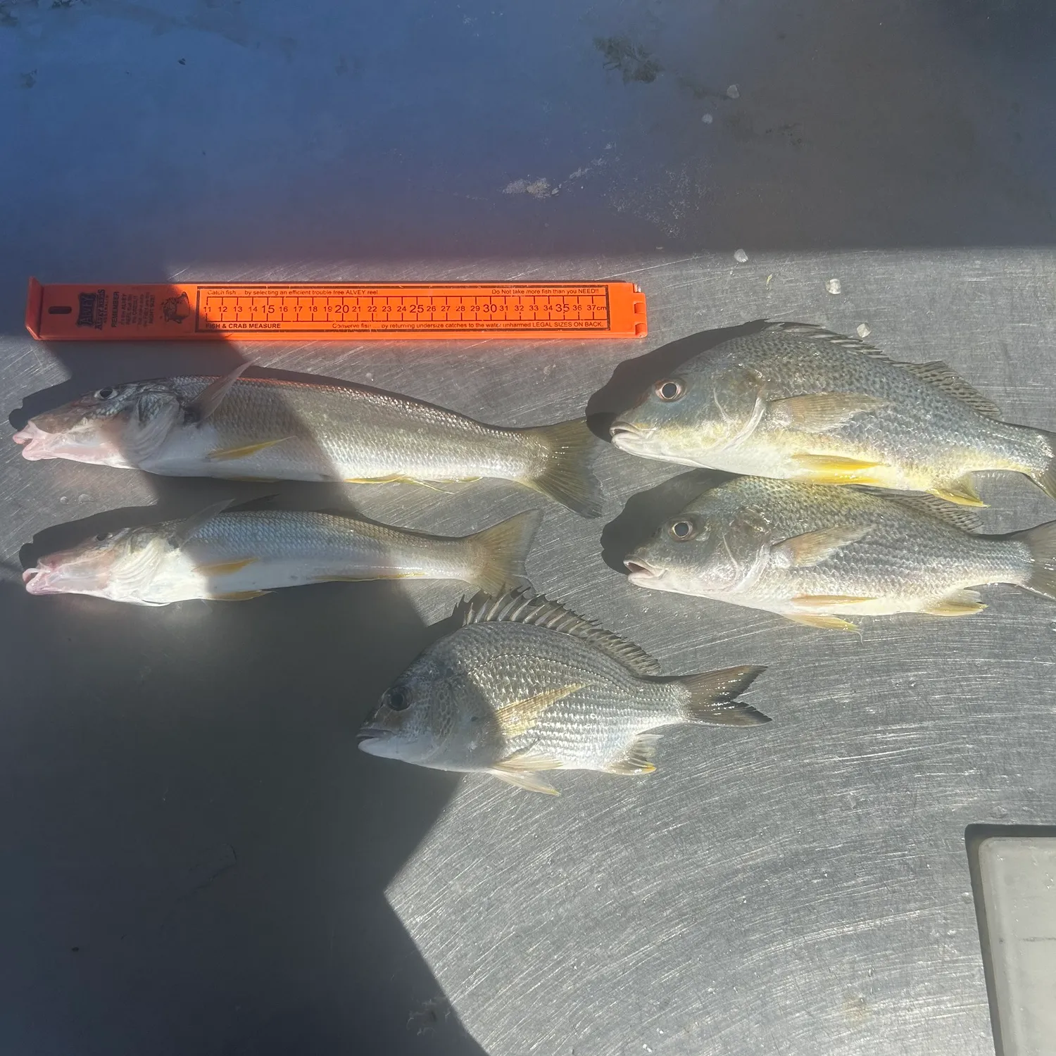 recently logged catches