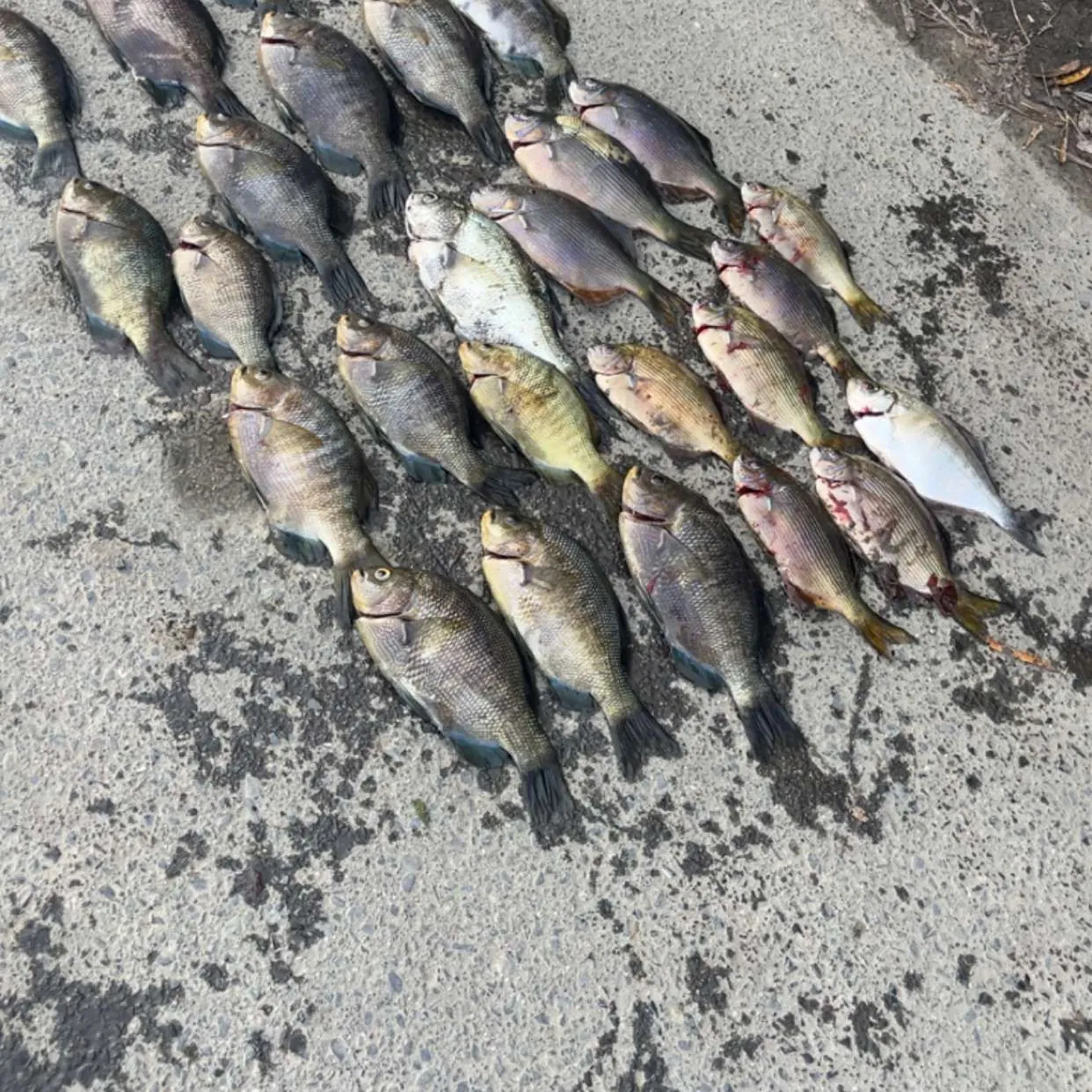 recently logged catches