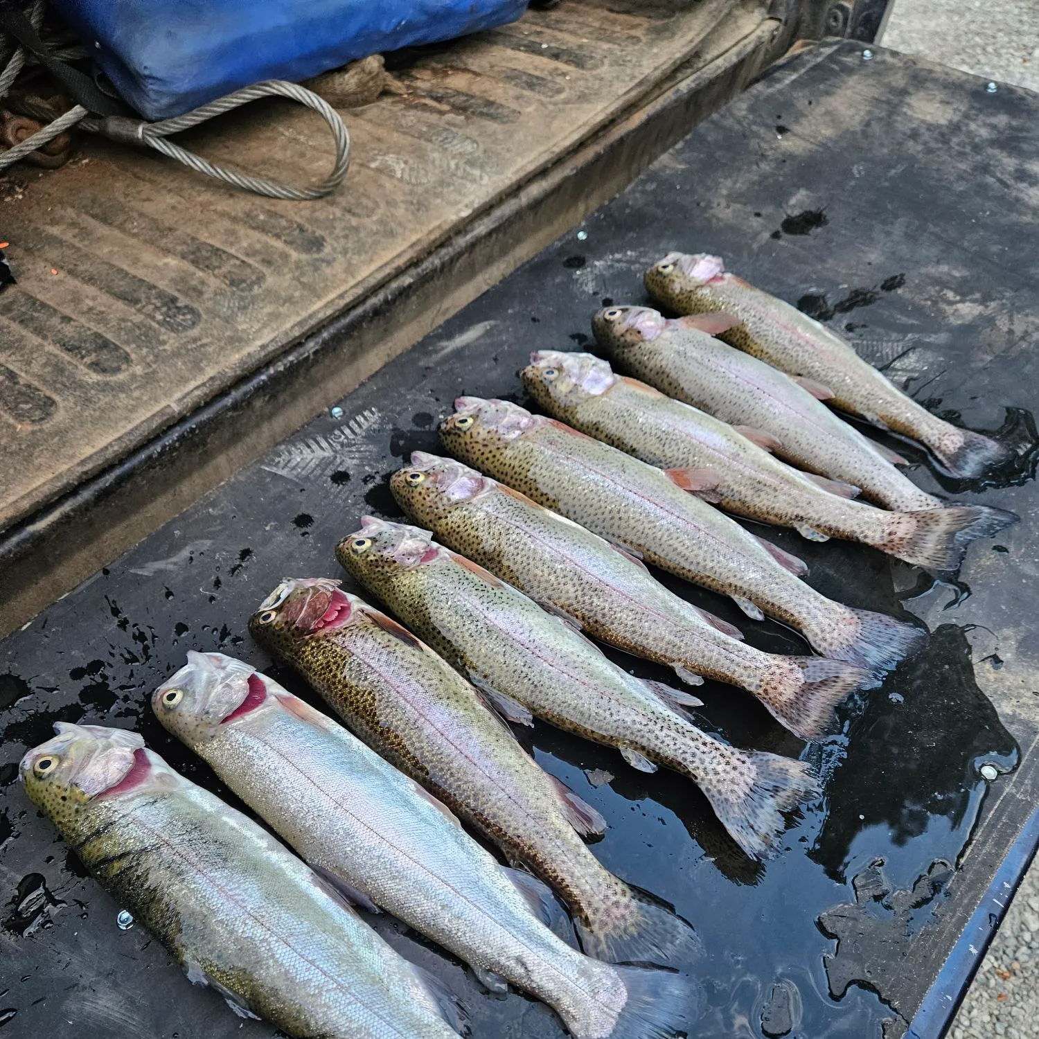 recently logged catches