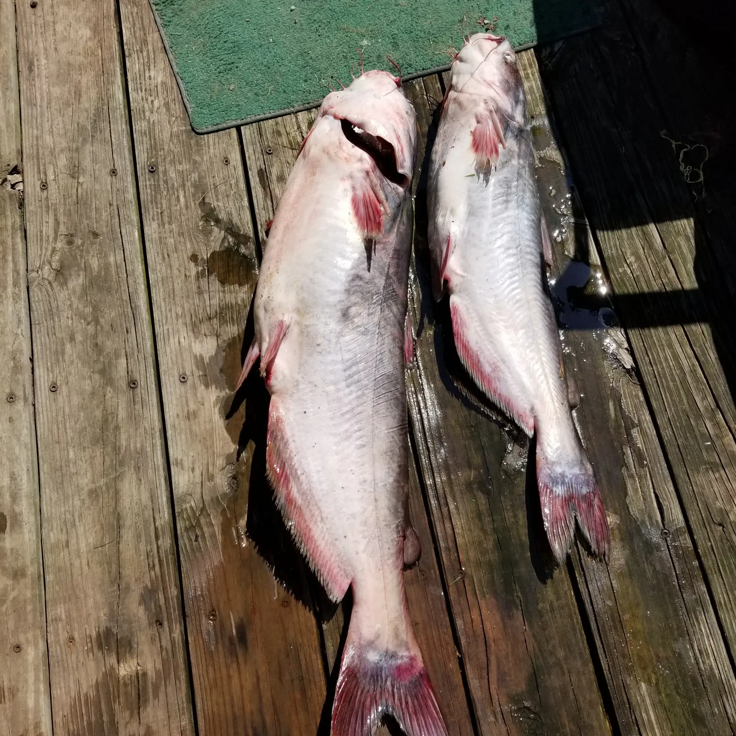 recently logged catches