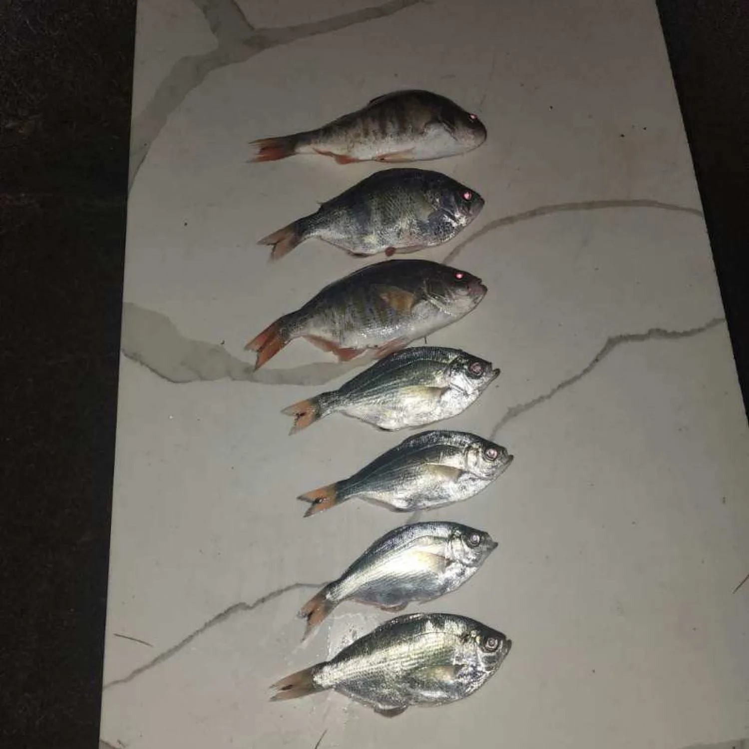 recently logged catches