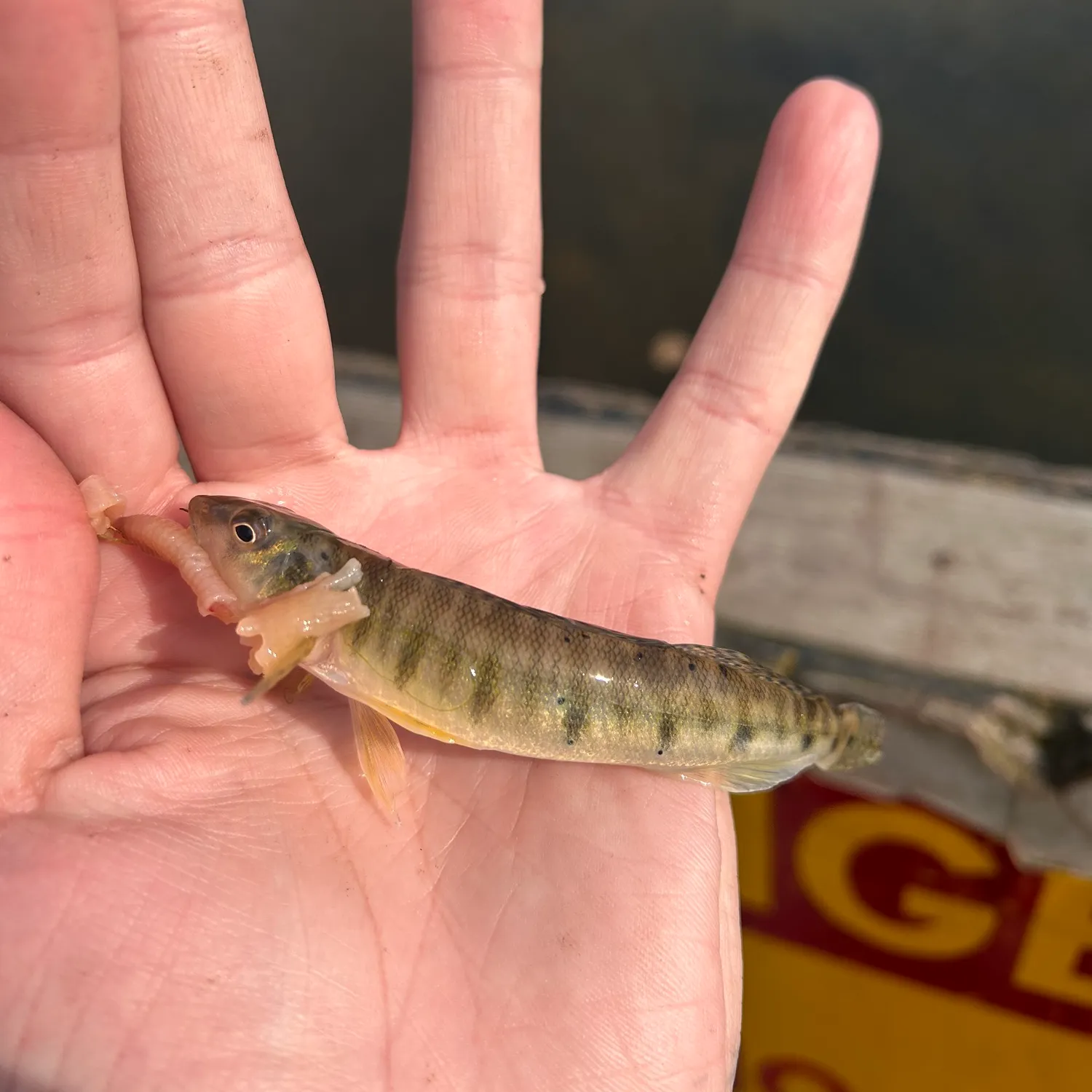 The most popular recent Common logperch catch on Fishbrain