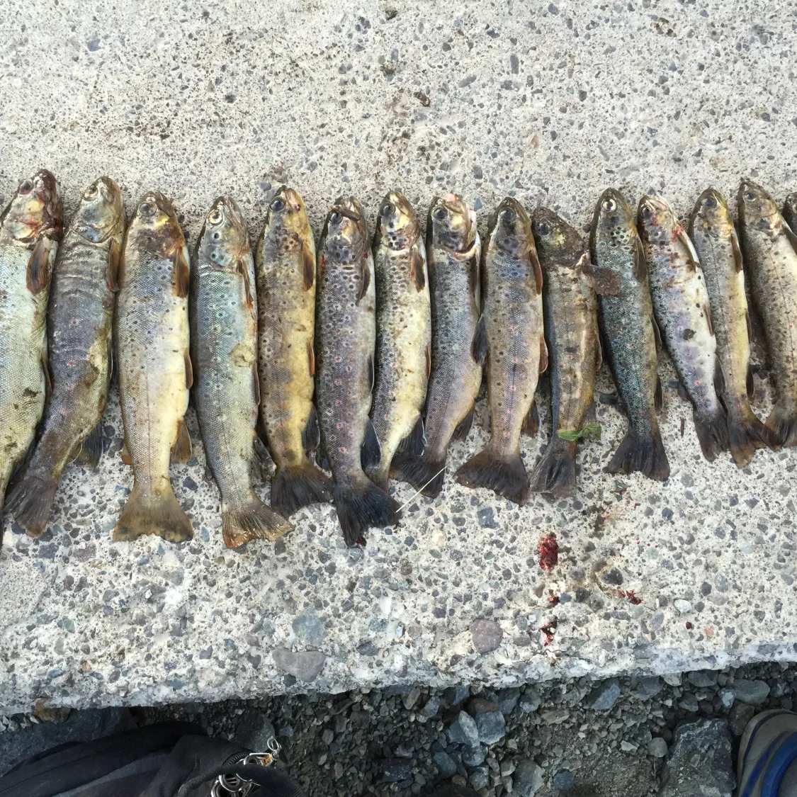 recently logged catches