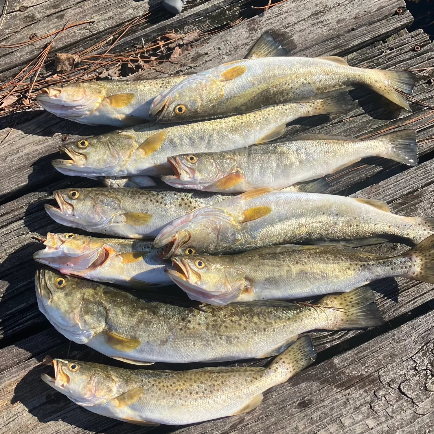 recently logged catches