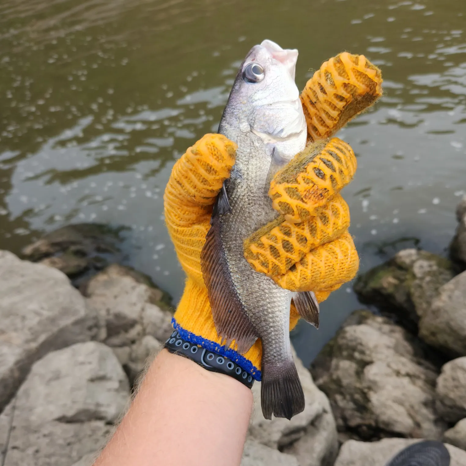 The most popular recent Black drum catch on Fishbrain