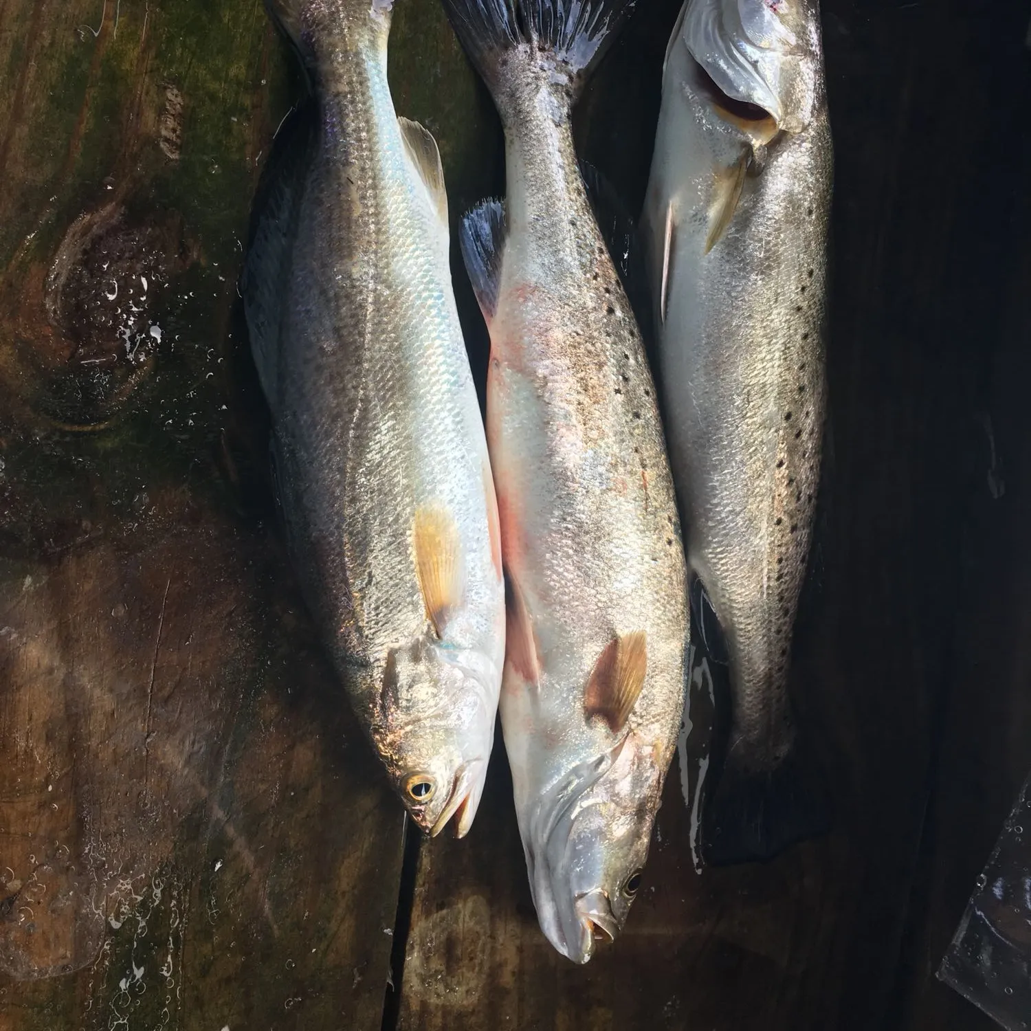 recently logged catches