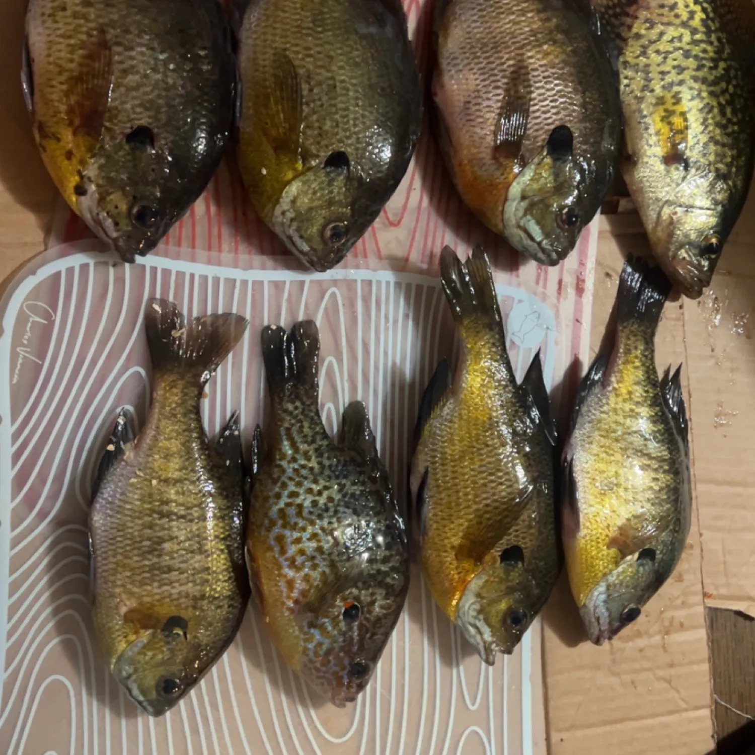 recently logged catches