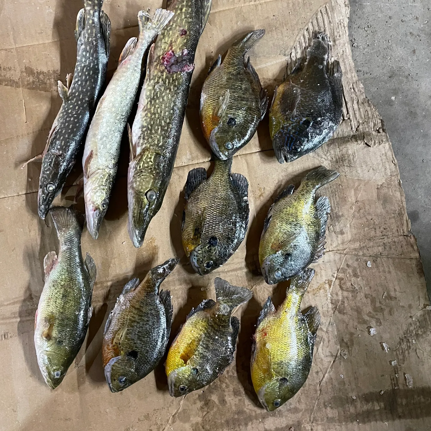 recently logged catches