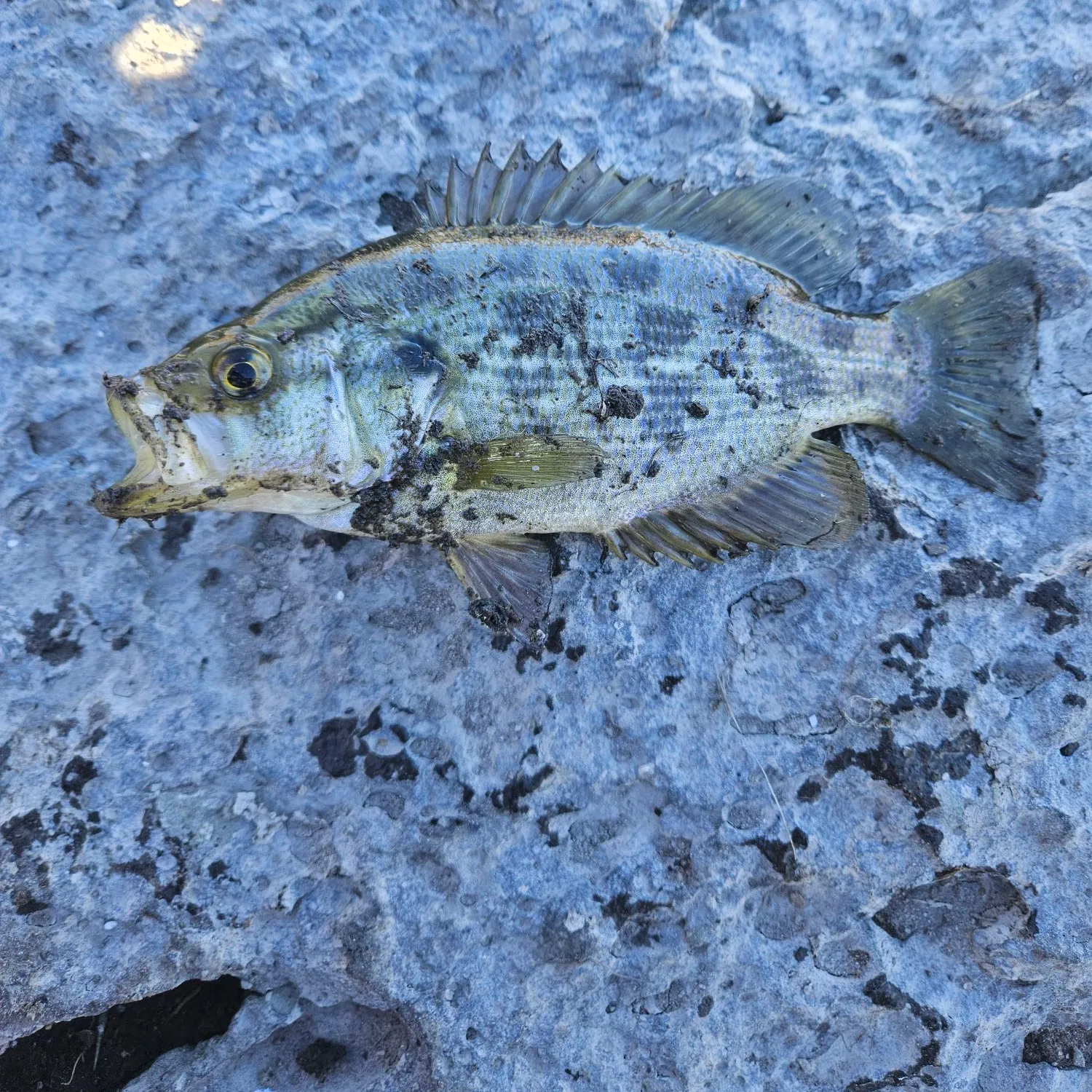 The most popular recent Sacramento perch catch on Fishbrain