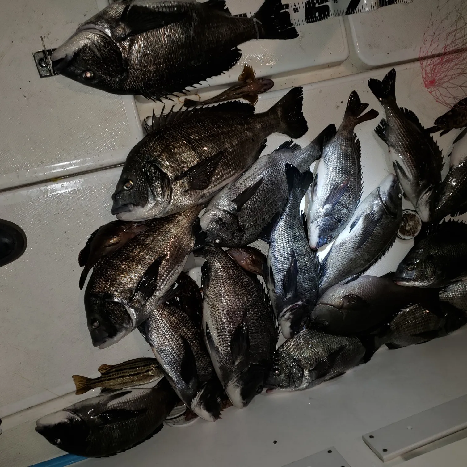 recently logged catches