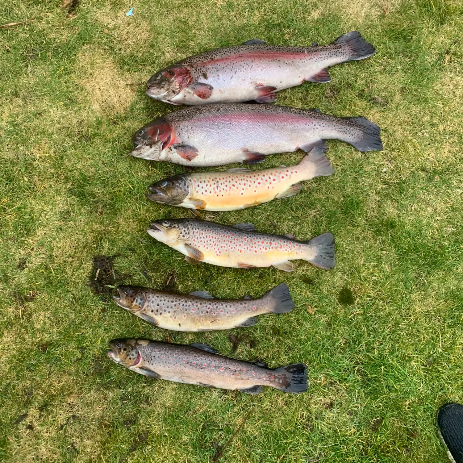 recently logged catches