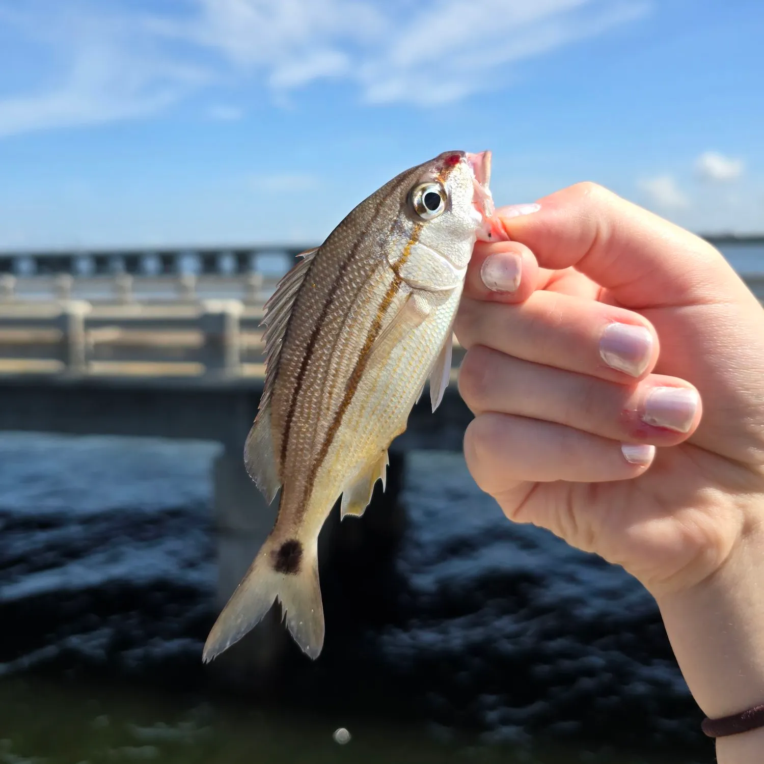 The most popular recent Tomtate grunt catch on Fishbrain