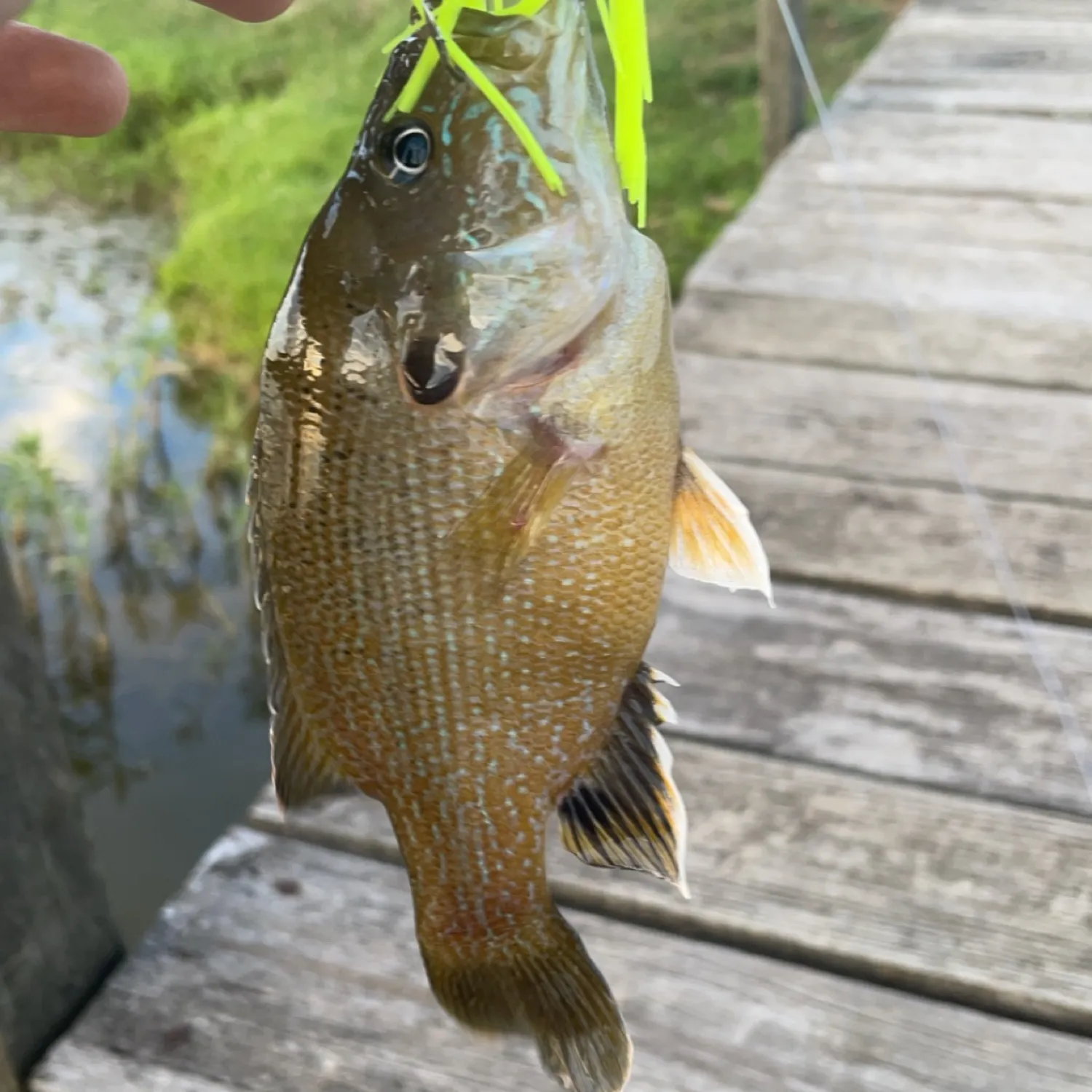 ᐅ Lake Jericho Fishing Reports🎣• Shelbyville, Ky (united States) Fishing