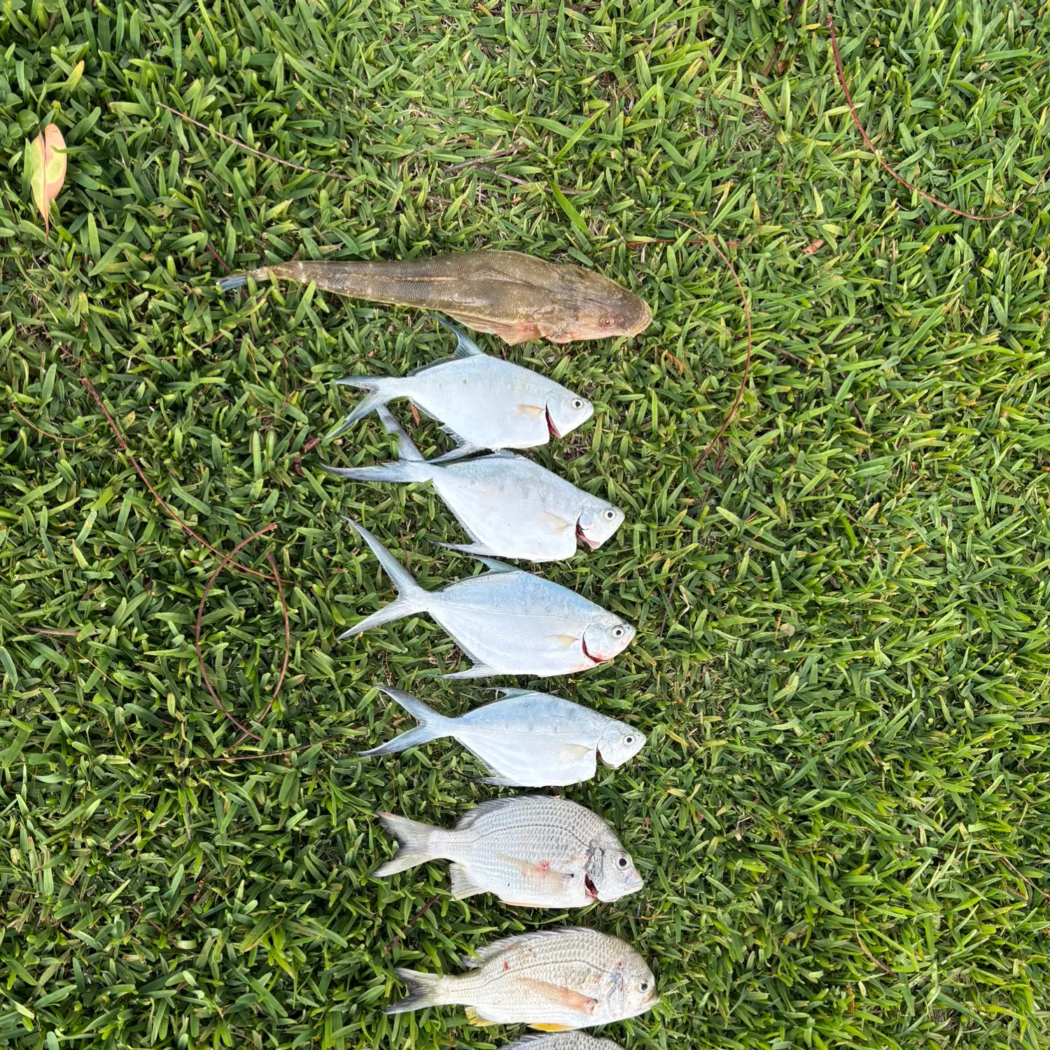 recently logged catches