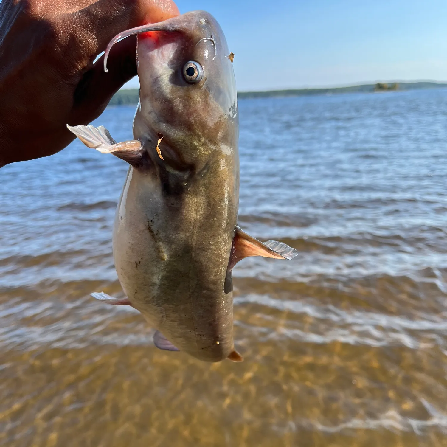 The most popular recent White bullhead catch on Fishbrain