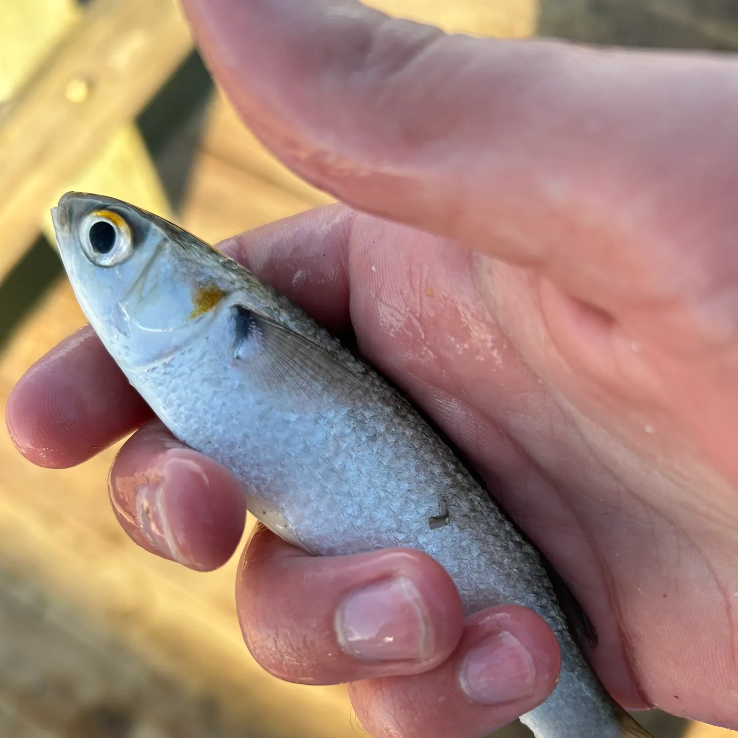 The most popular recent Silver mullet catch on Fishbrain