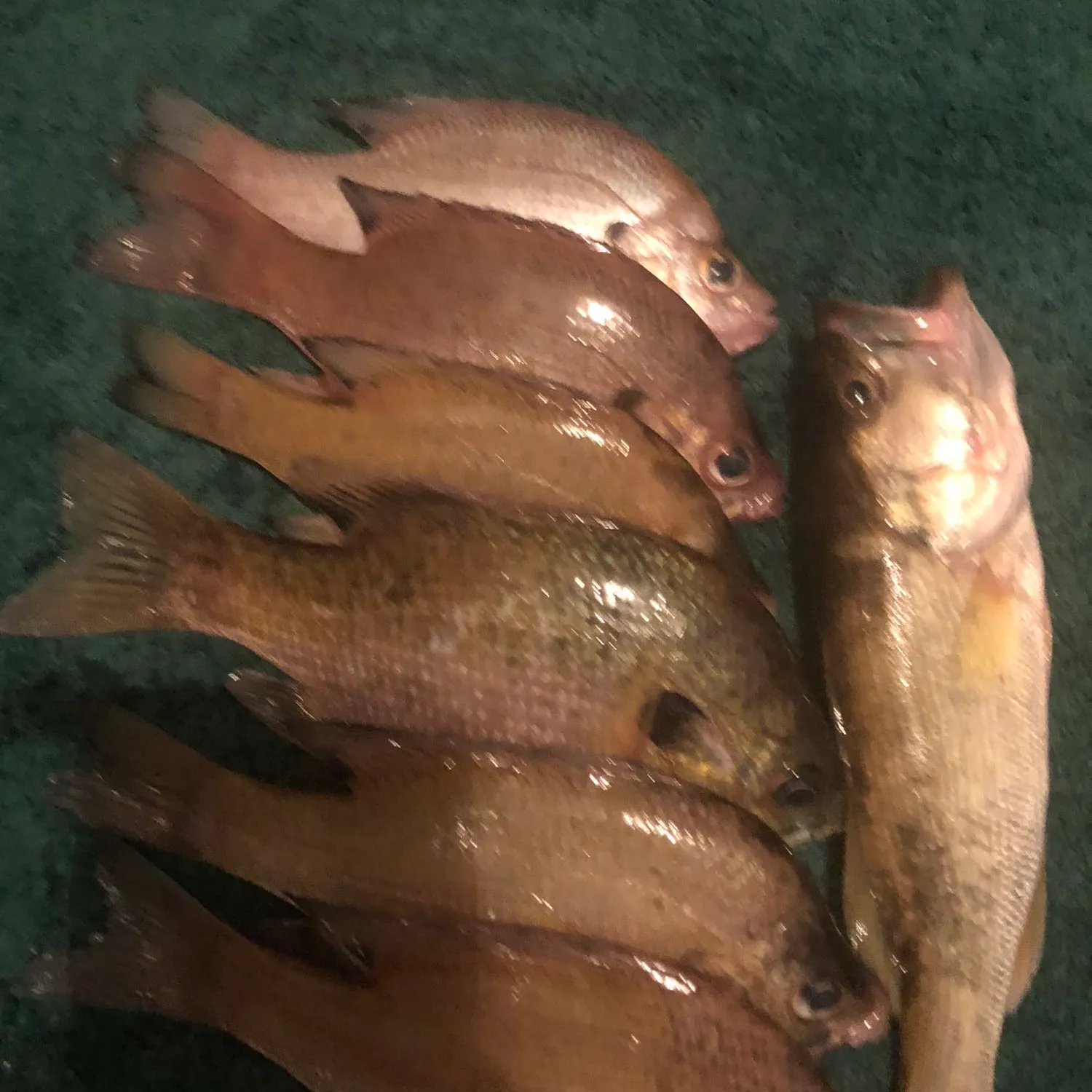 recently logged catches