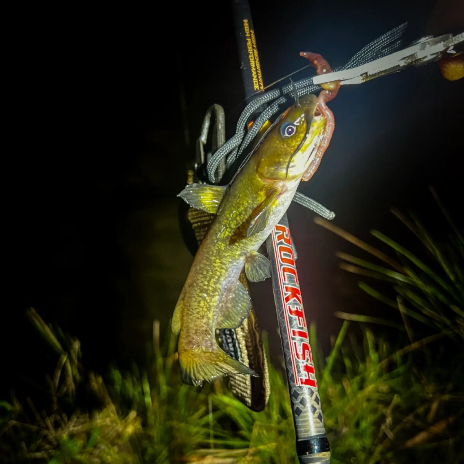 The most popular recent Snail Bullhead catch on Fishbrain