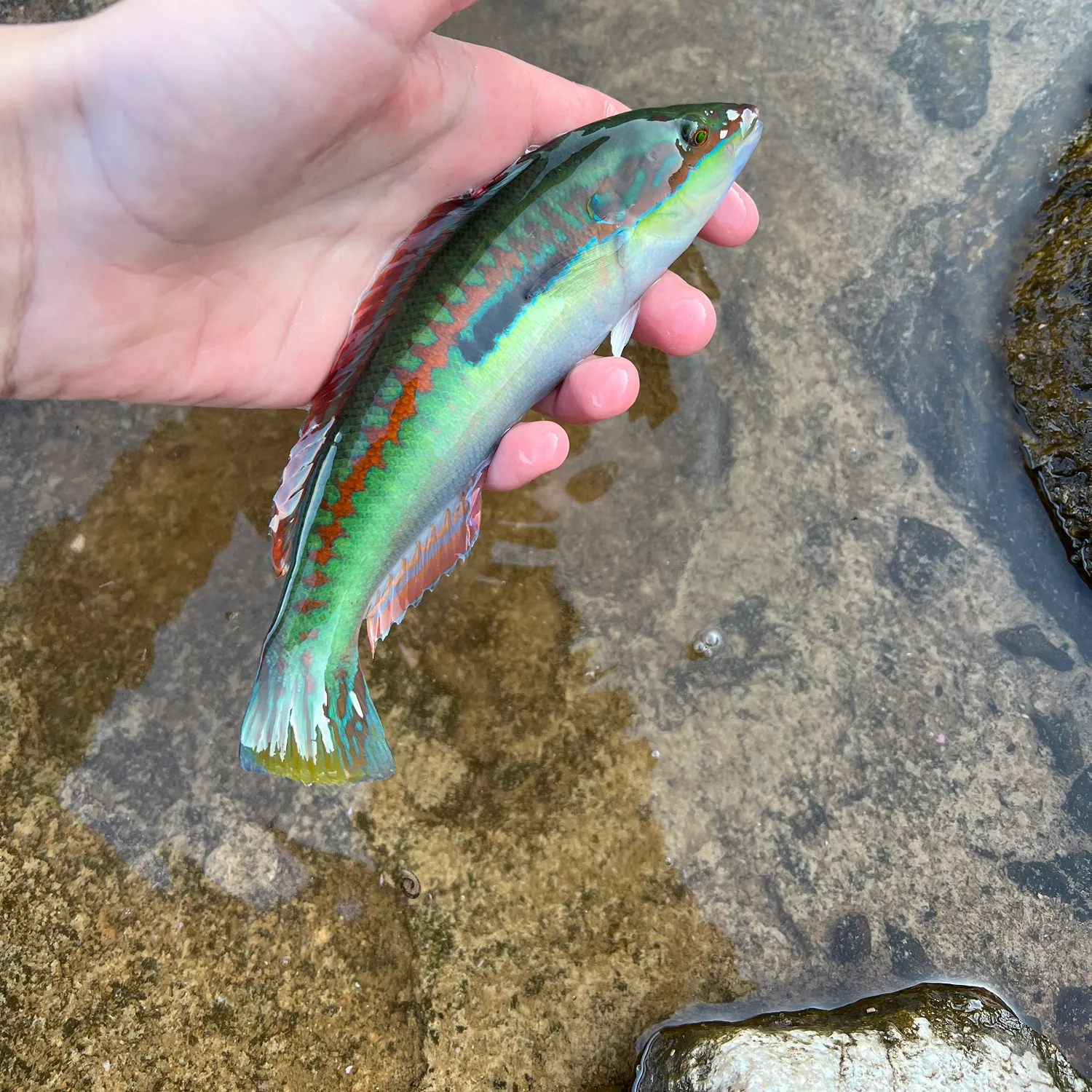 The most popular recent Mediterranean rainbow wrasse catch on Fishbrain