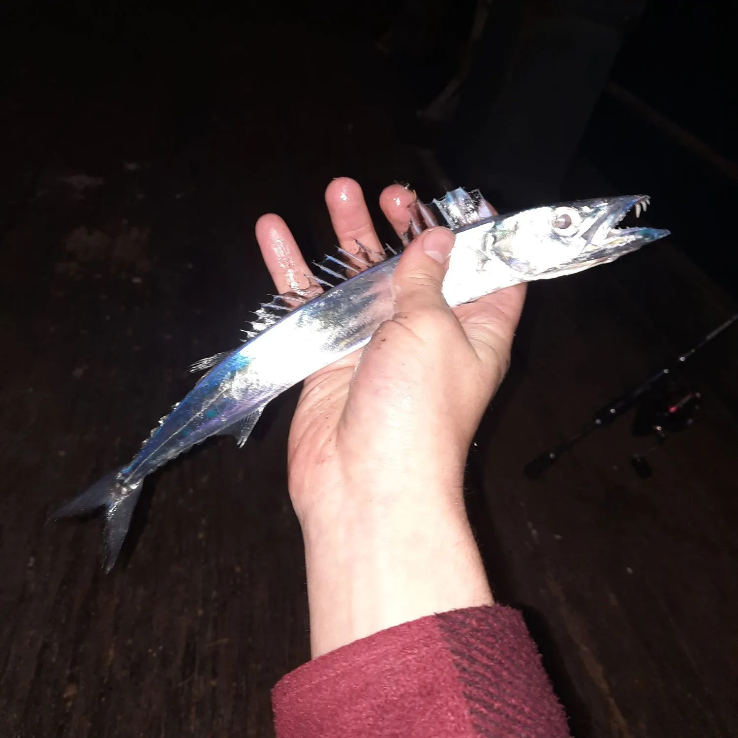 The most popular recent Sawtooth barracuda catch on Fishbrain