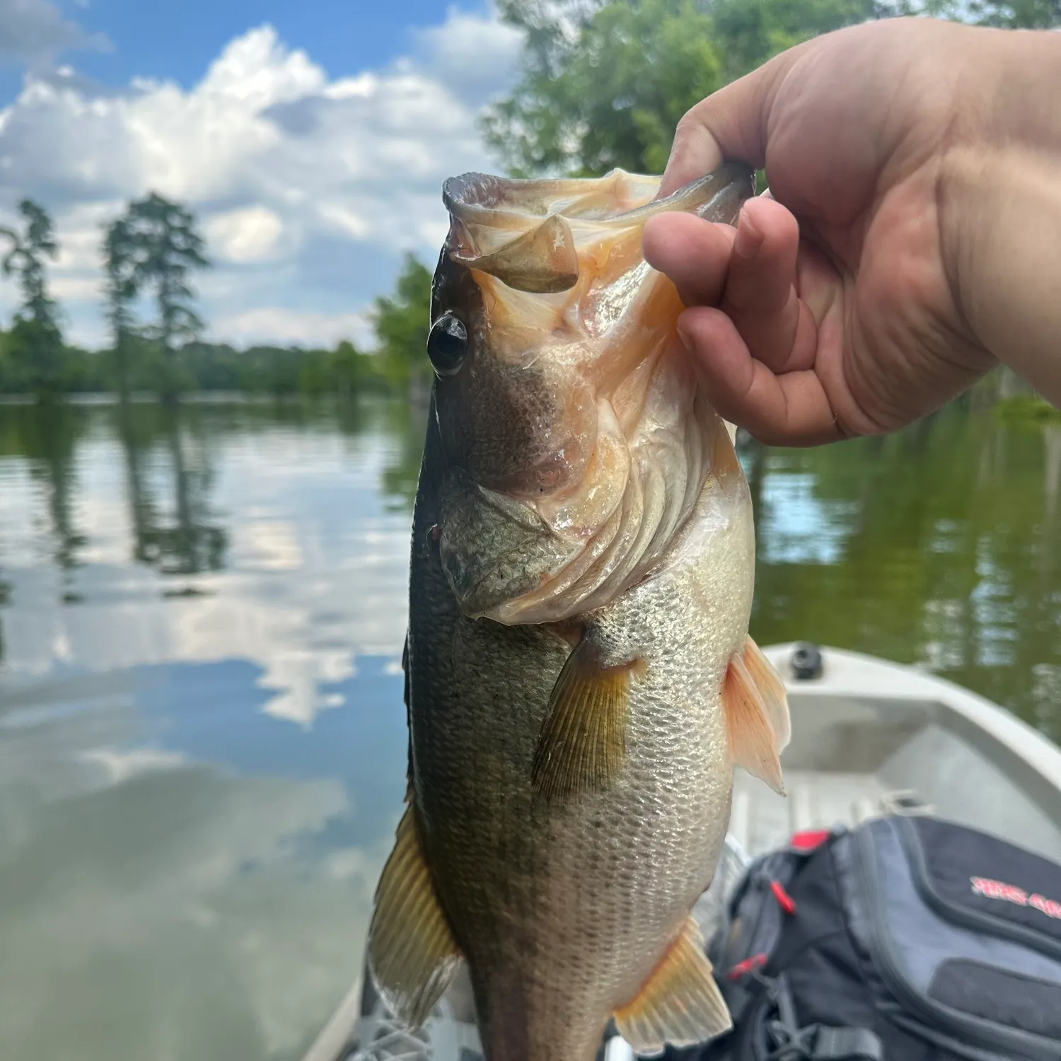 ᐅ Stumpy Lake Fishing Reports🎣• Virginia Beach, Va (united States) Fishing