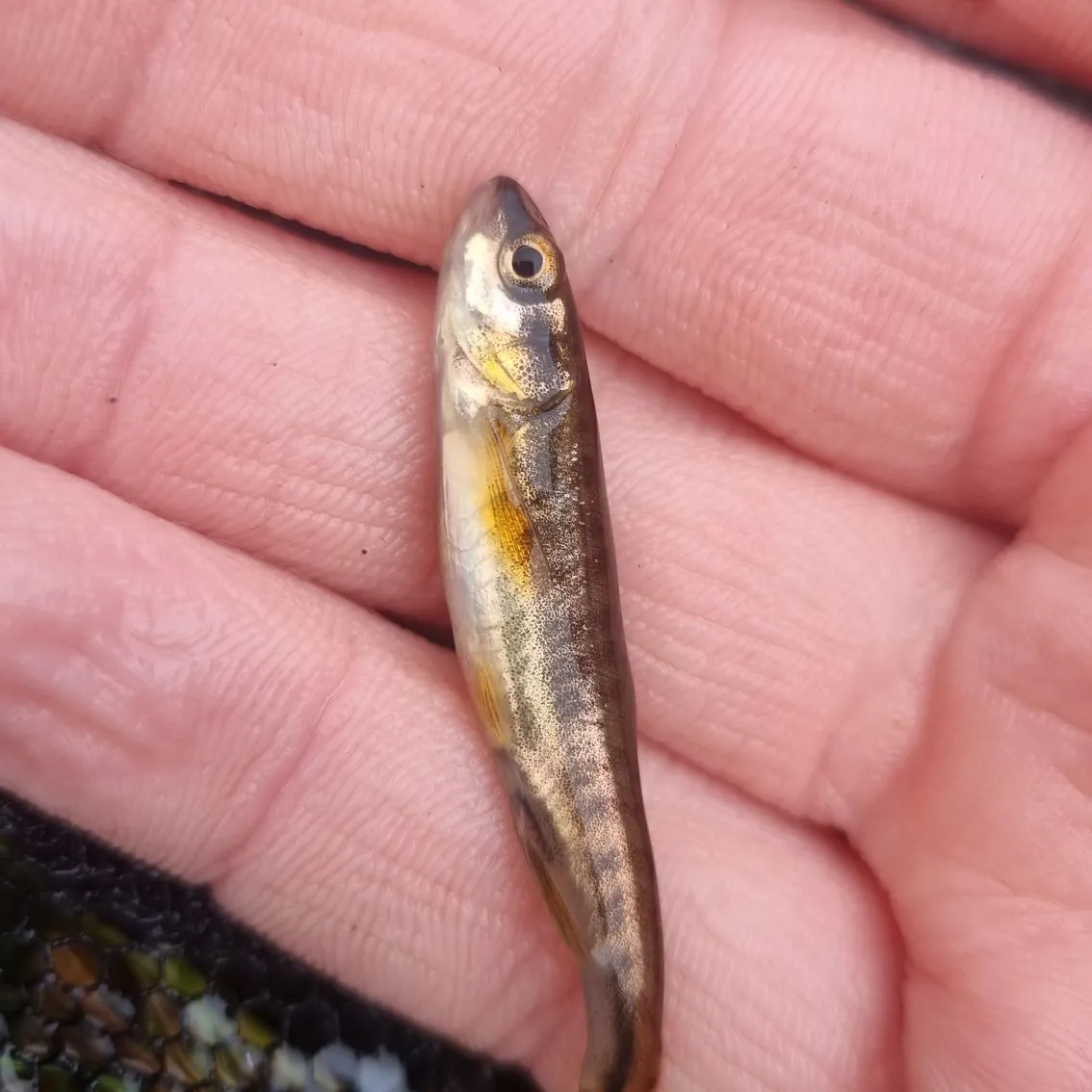 The most popular recent Eurasian minnow catch on Fishbrain