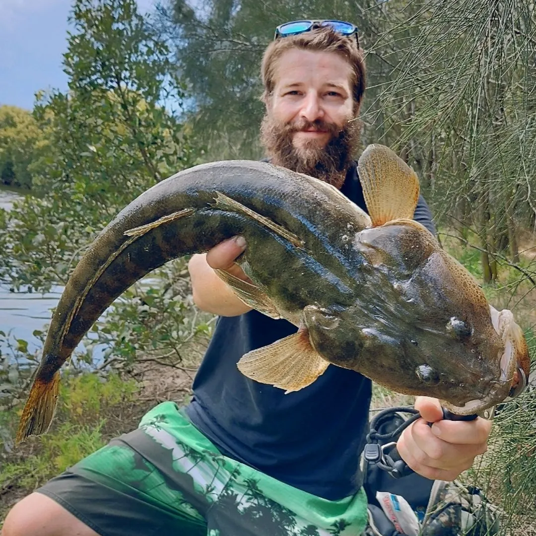 The most popular recent Dusky flathead catch on Fishbrain