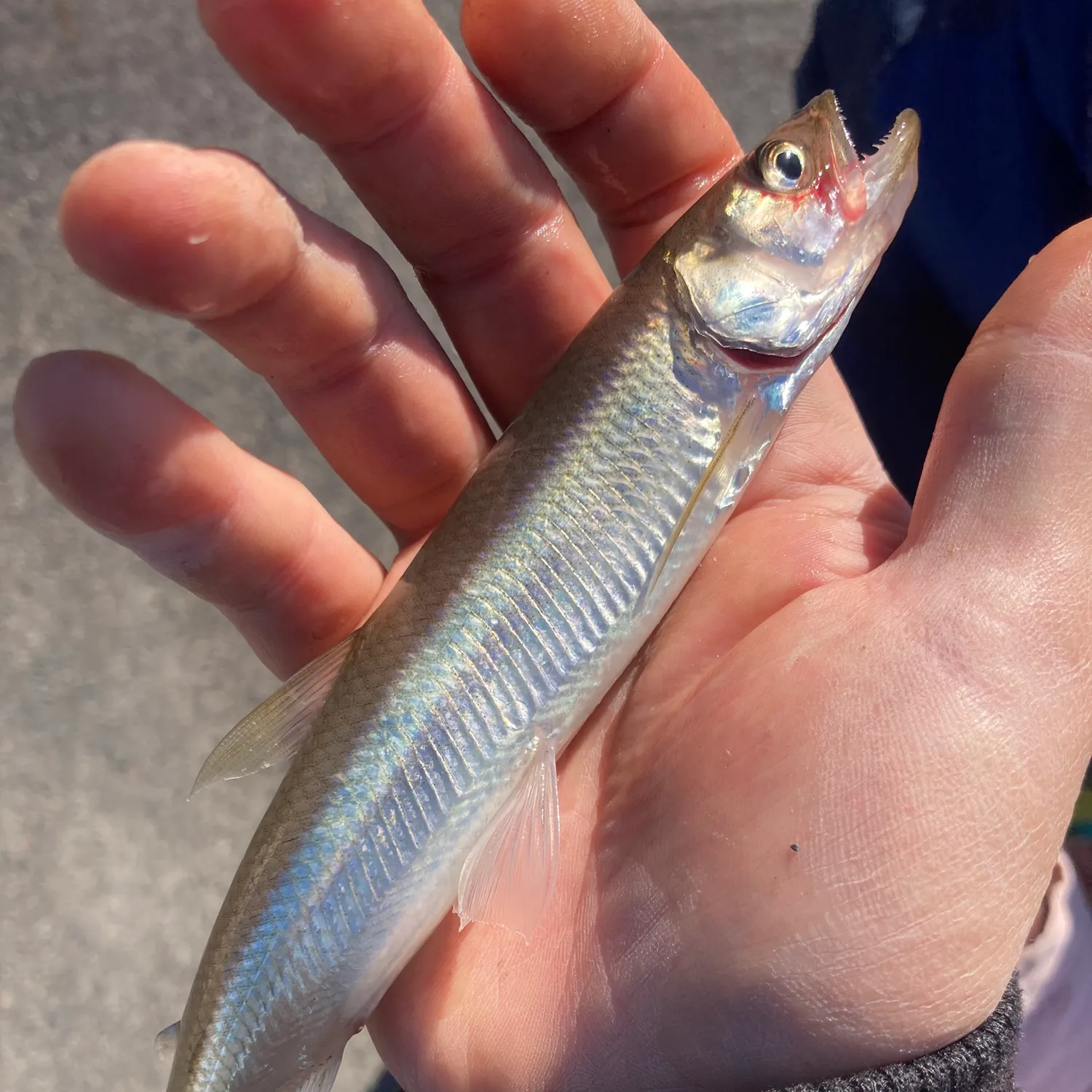 The most popular recent Atlantic rainbow smelt catch on Fishbrain