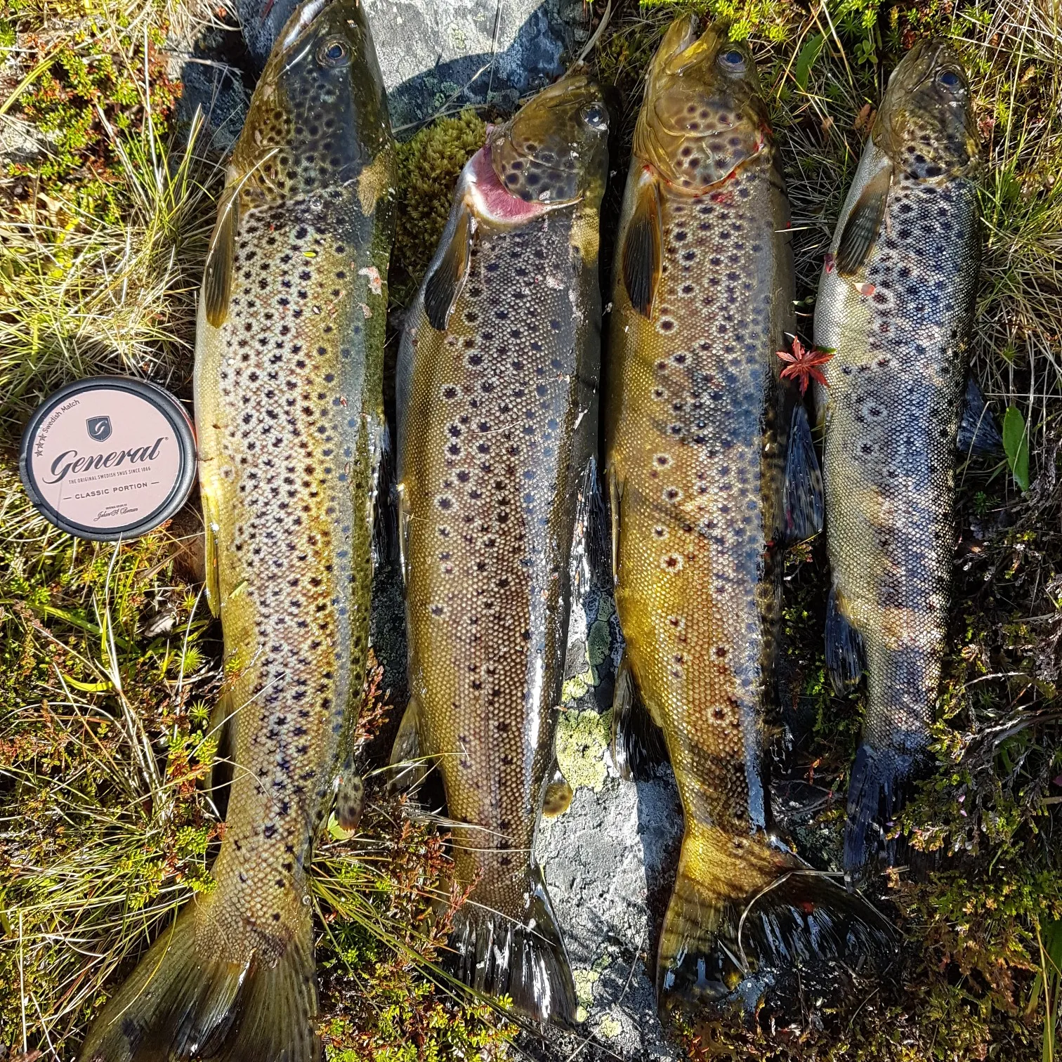 recently logged catches