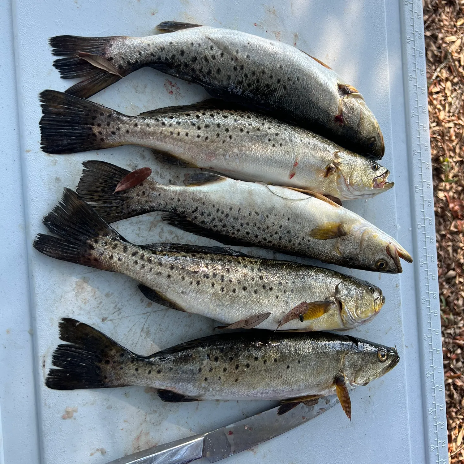 recently logged catches