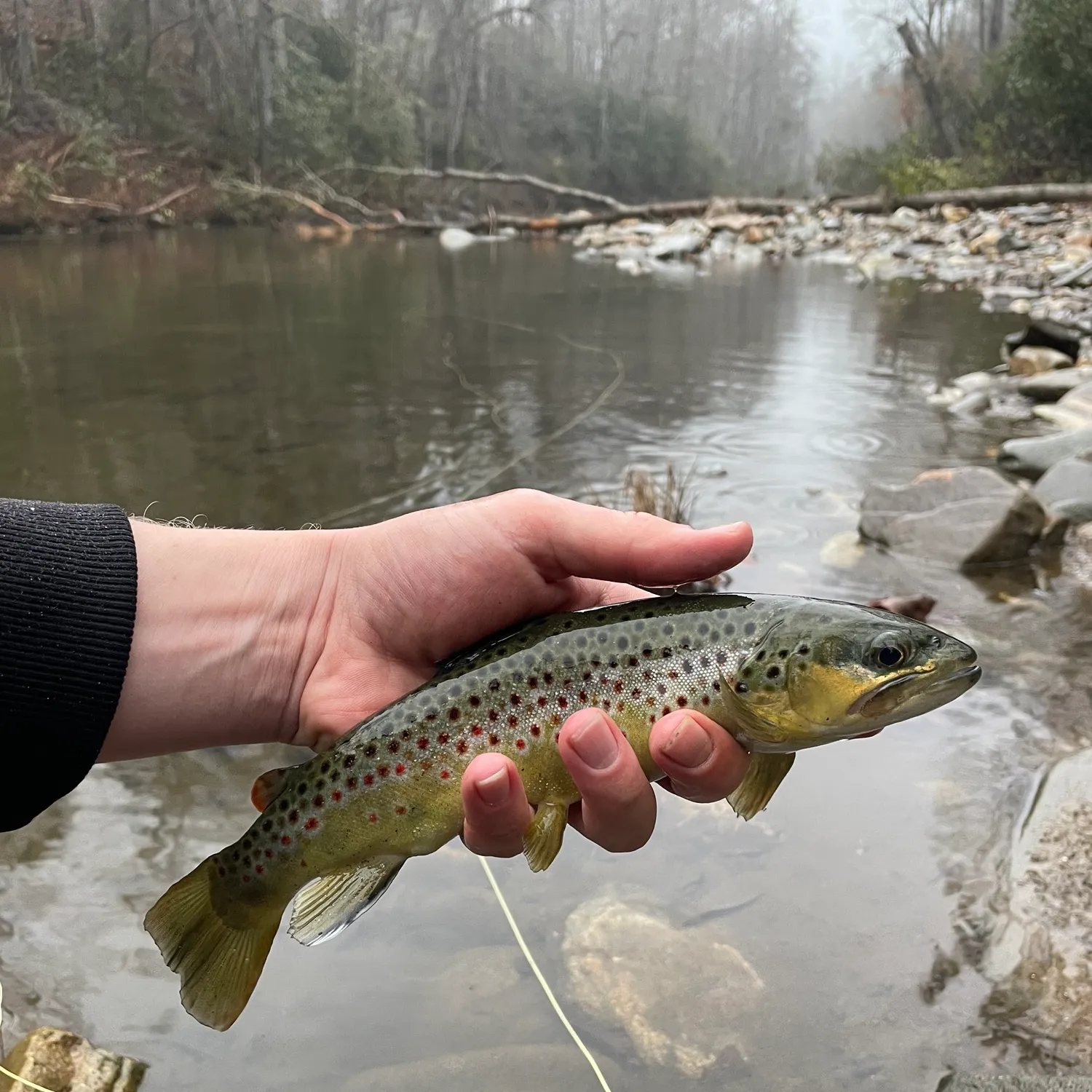 recently logged catches