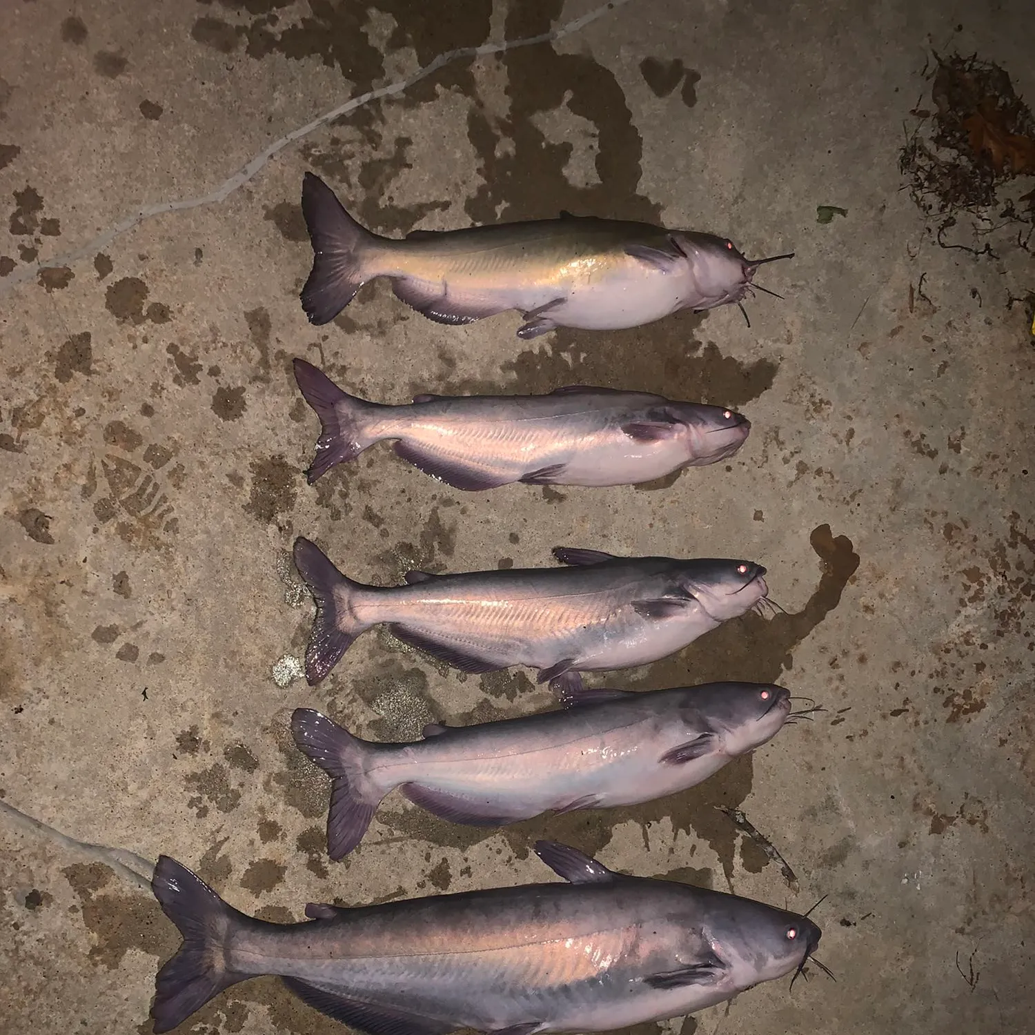 recently logged catches