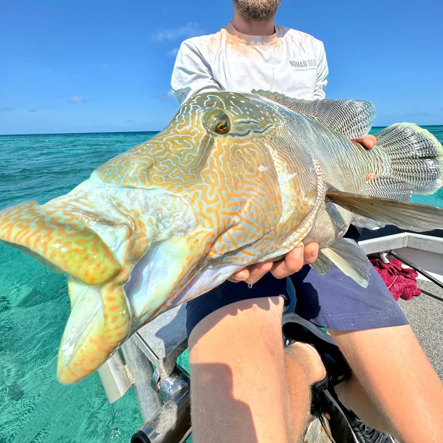 The most popular recent Humphead wrasse catch on Fishbrain