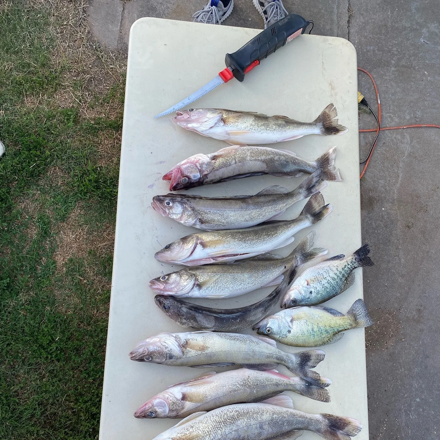 recently logged catches