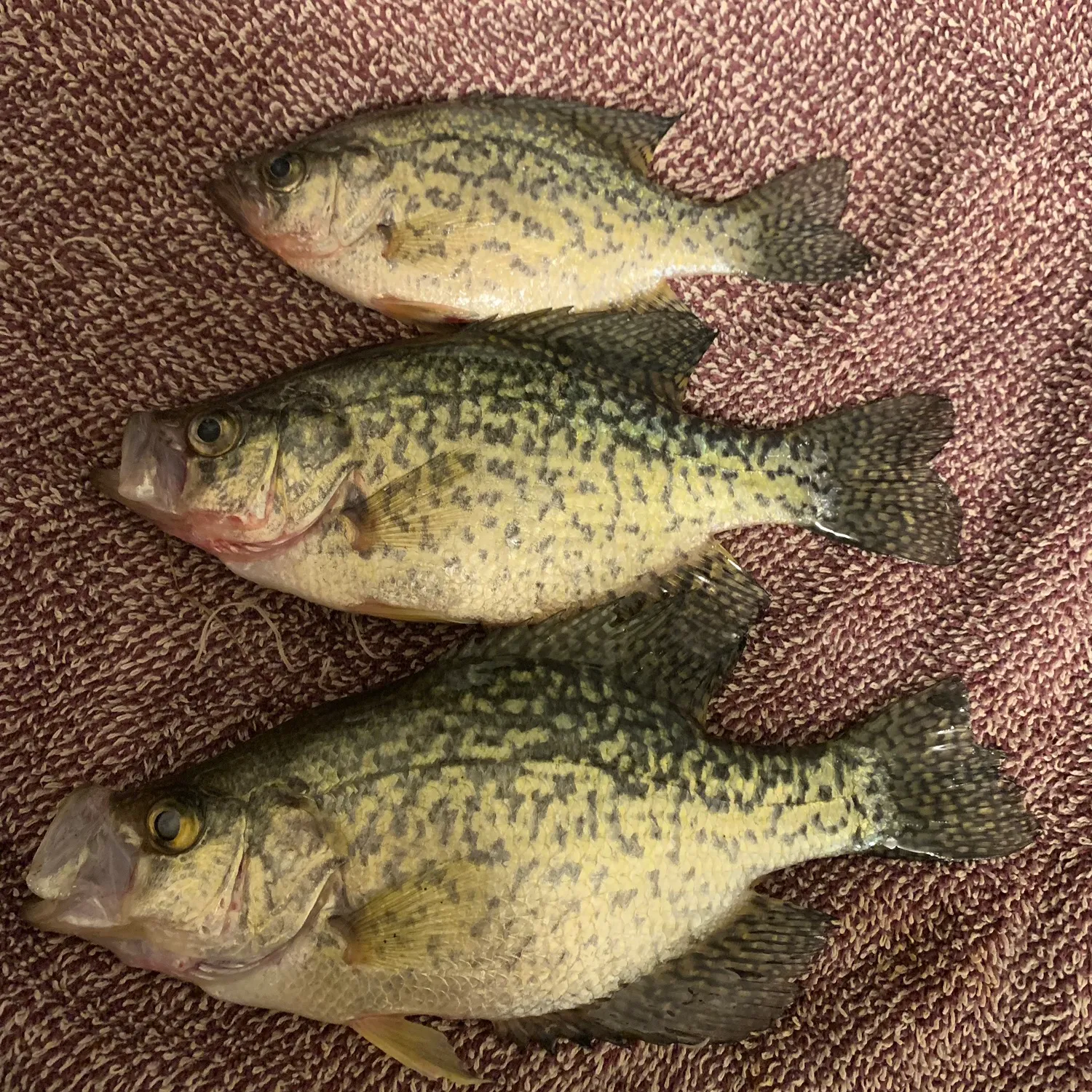 recently logged catches