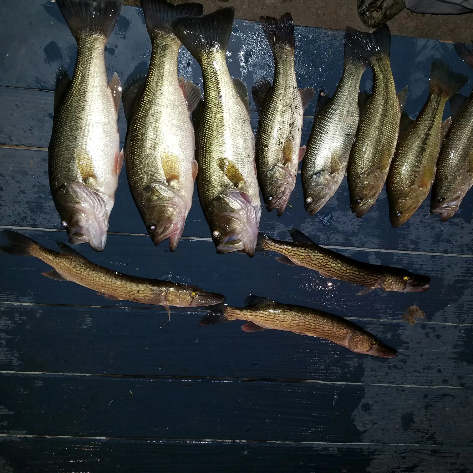 recently logged catches