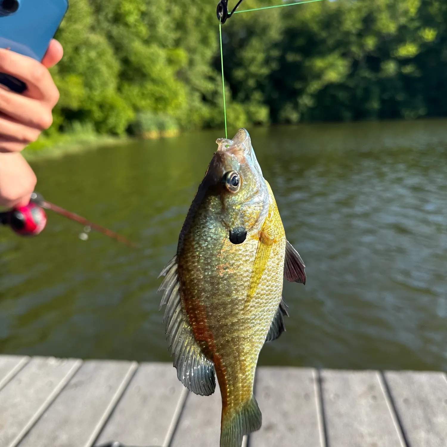 ᐅ Assunpink Lake fishing reports🎣• East Windsor, NJ (United States) fishing