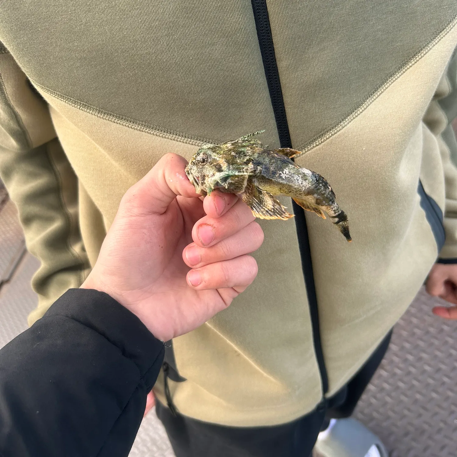 The most popular recent Buffalo sculpin catch on Fishbrain