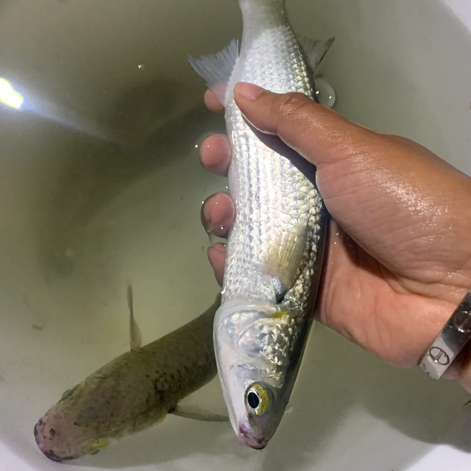 The most popular recent Yellow-eye mullet catch on Fishbrain