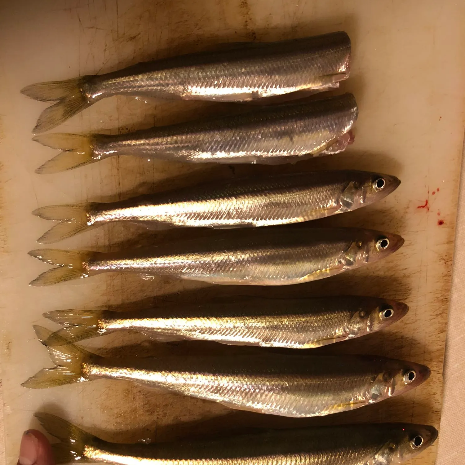 recently logged catches