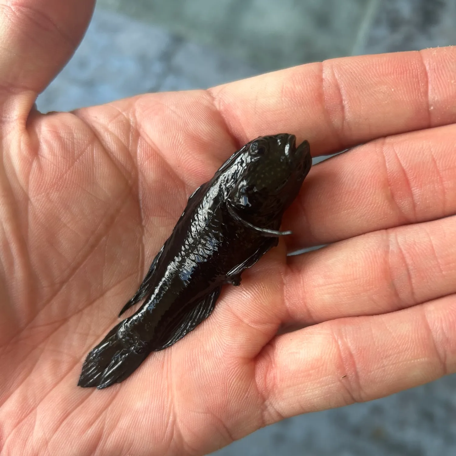 The most popular recent Black goby catch on Fishbrain